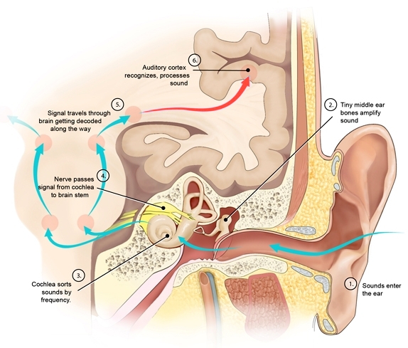 diagram of an ear