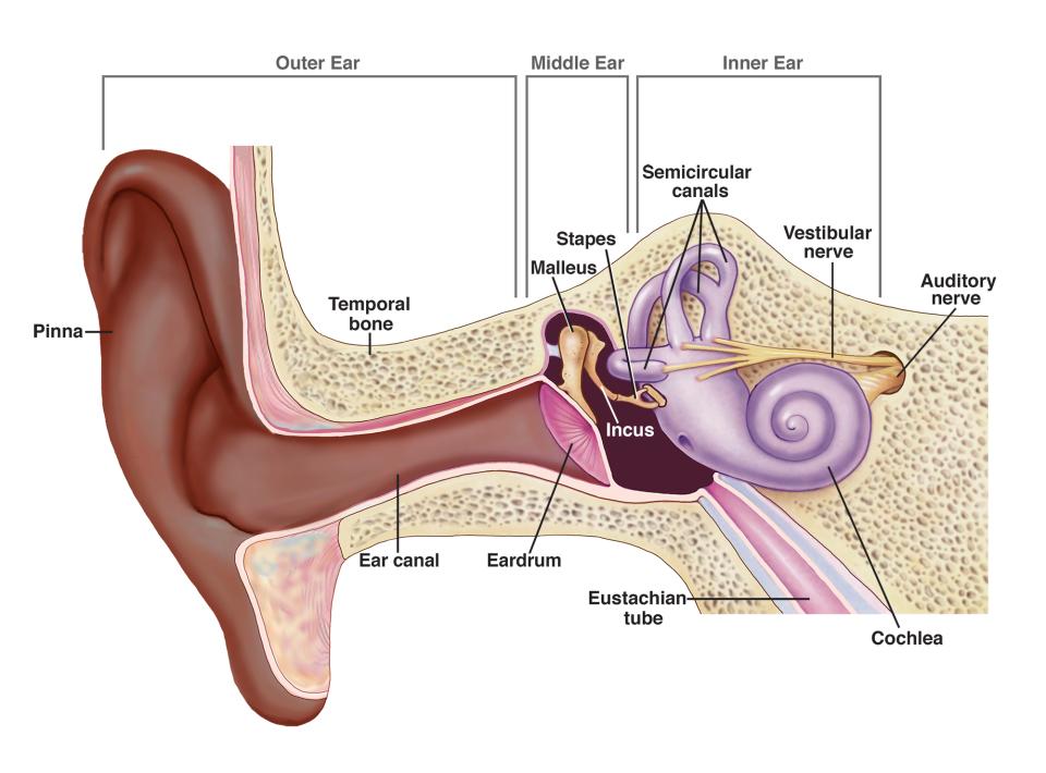 A diagram of the inside of an ear.
